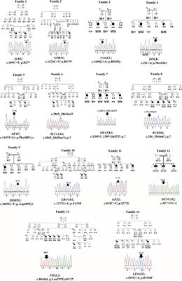 The genetic cause of neurodevelopmental disorders in 30 consanguineous families